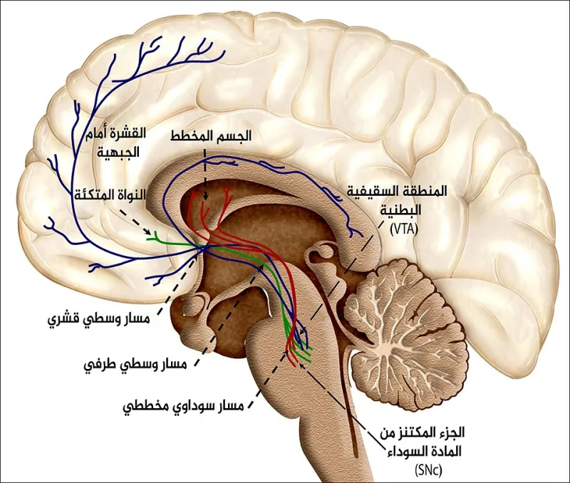 What's Really Happening in Your Brain When You Win Big